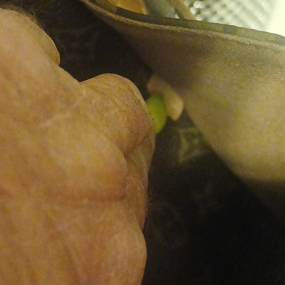 Totally - Picture 10 of 12